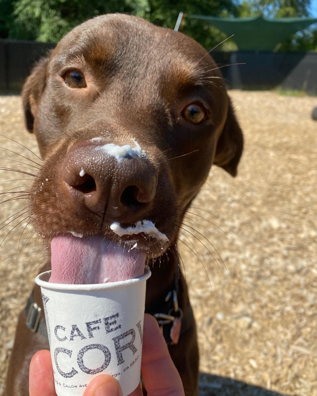 pup3.jpg