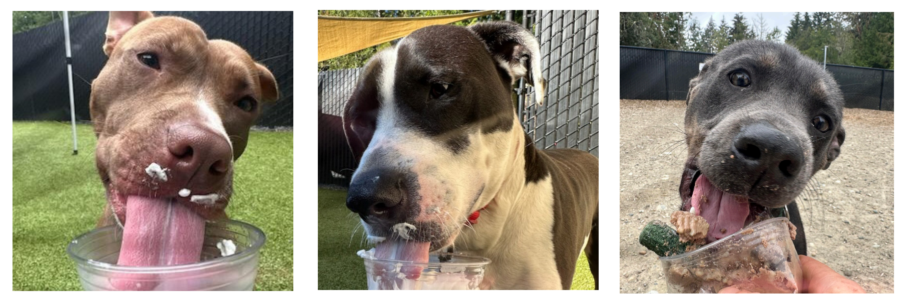 pup 3 dogs.PNG