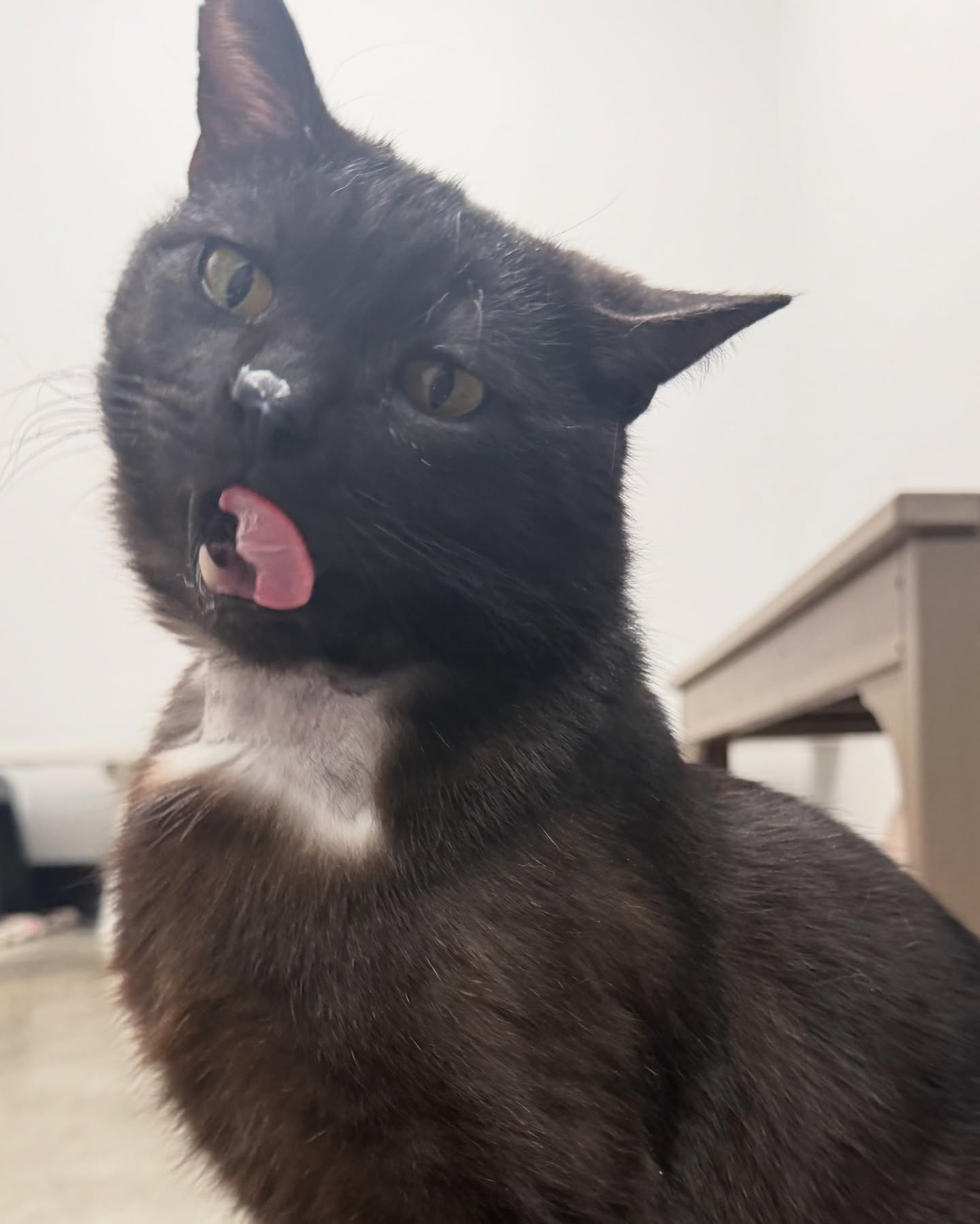 purr pal.jpg