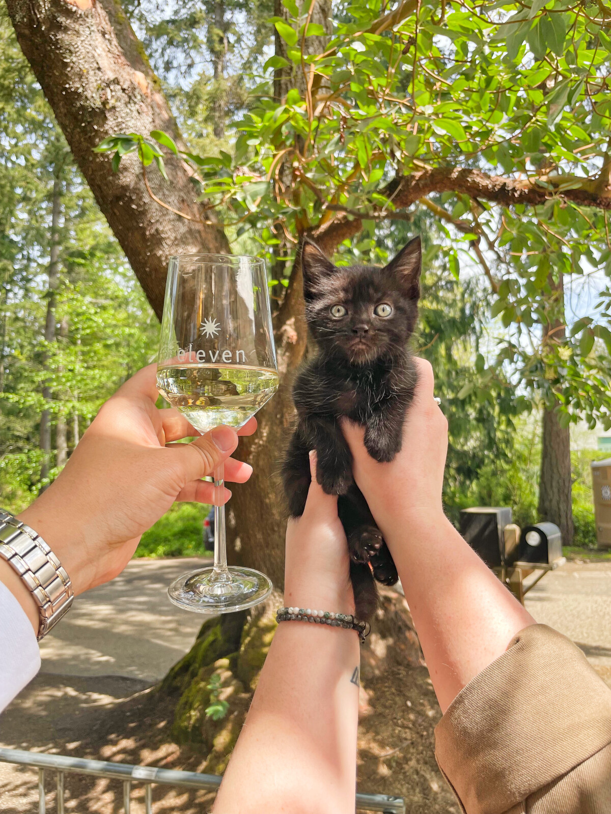 wine_whiskers1-1750971662.jpg